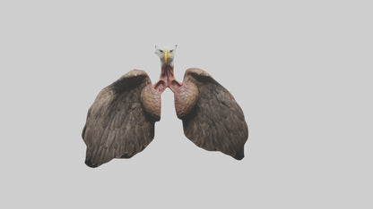 3D model Eagle Lungs VR / AR / low-poly