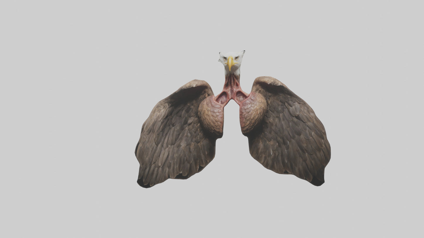 3D model Eagle Lungs VR / AR / low-poly