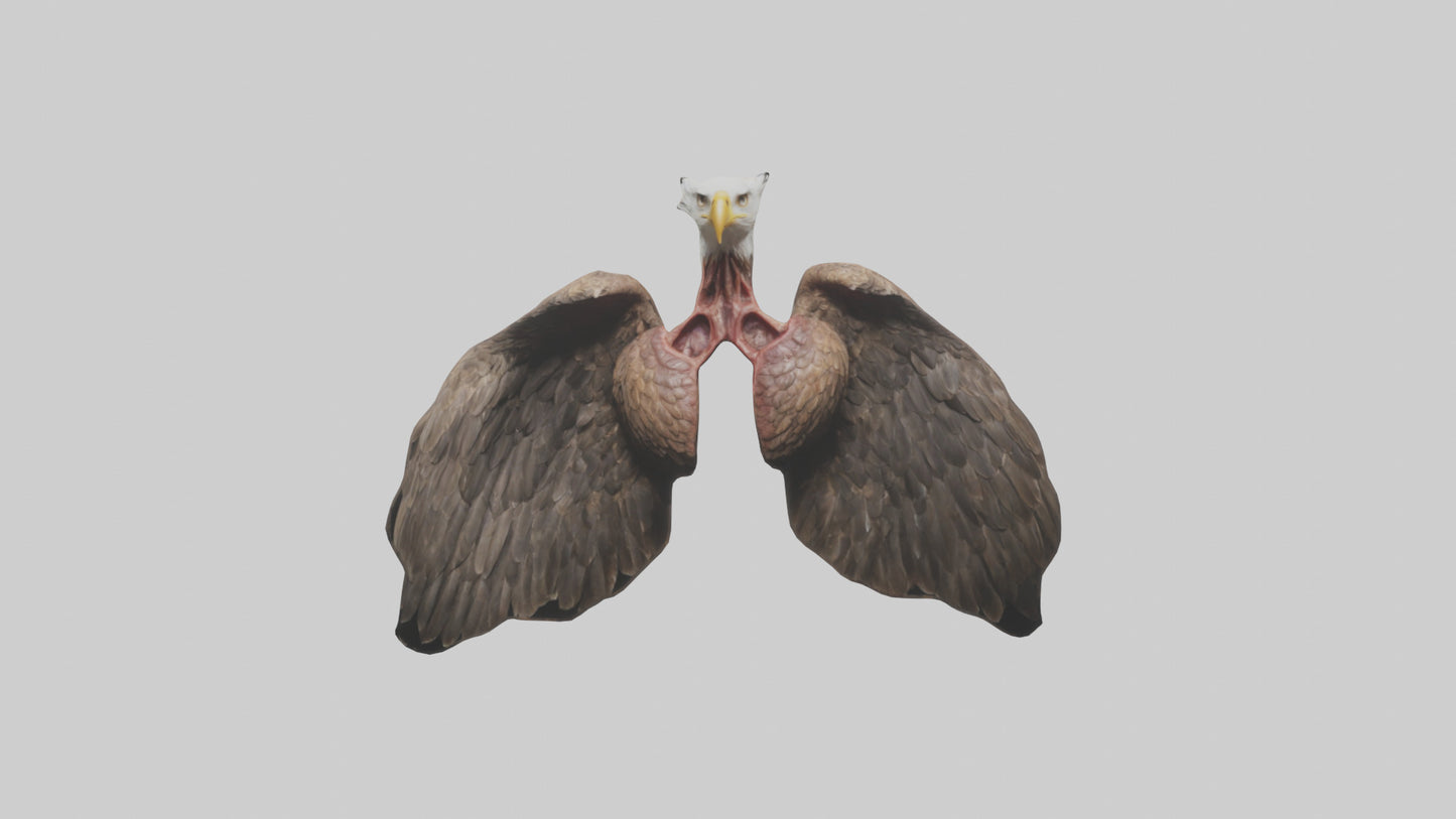 3D model Eagle Lungs VR / AR / low-poly