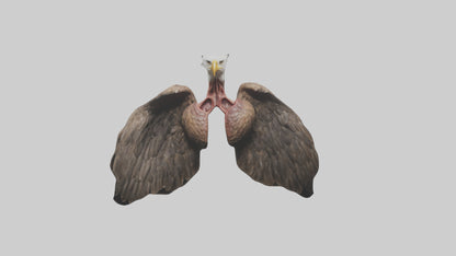 3D model Eagle Lungs VR / AR / low-poly