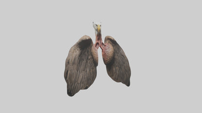 3D model Eagle Lungs VR / AR / low-poly