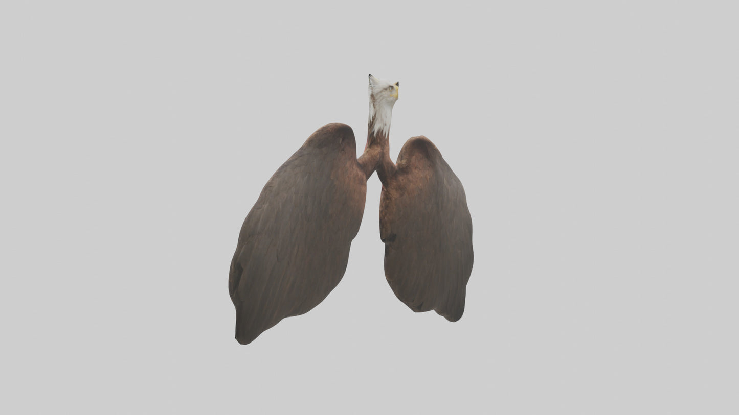 3D model Eagle Lungs VR / AR / low-poly