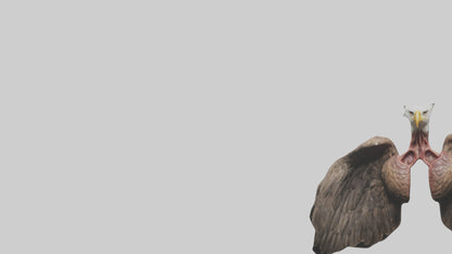 3D model Eagle Lungs VR / AR / low-poly