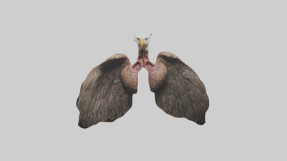 3D model Eagle Lungs VR / AR / low-poly
