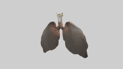 3D model Eagle Lungs VR / AR / low-poly