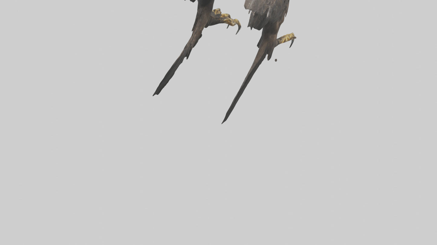 3D model Eagle Talons VR / AR / low-poly