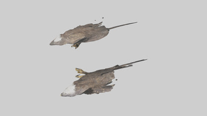 3D model Eagle Talons VR / AR / low-poly
