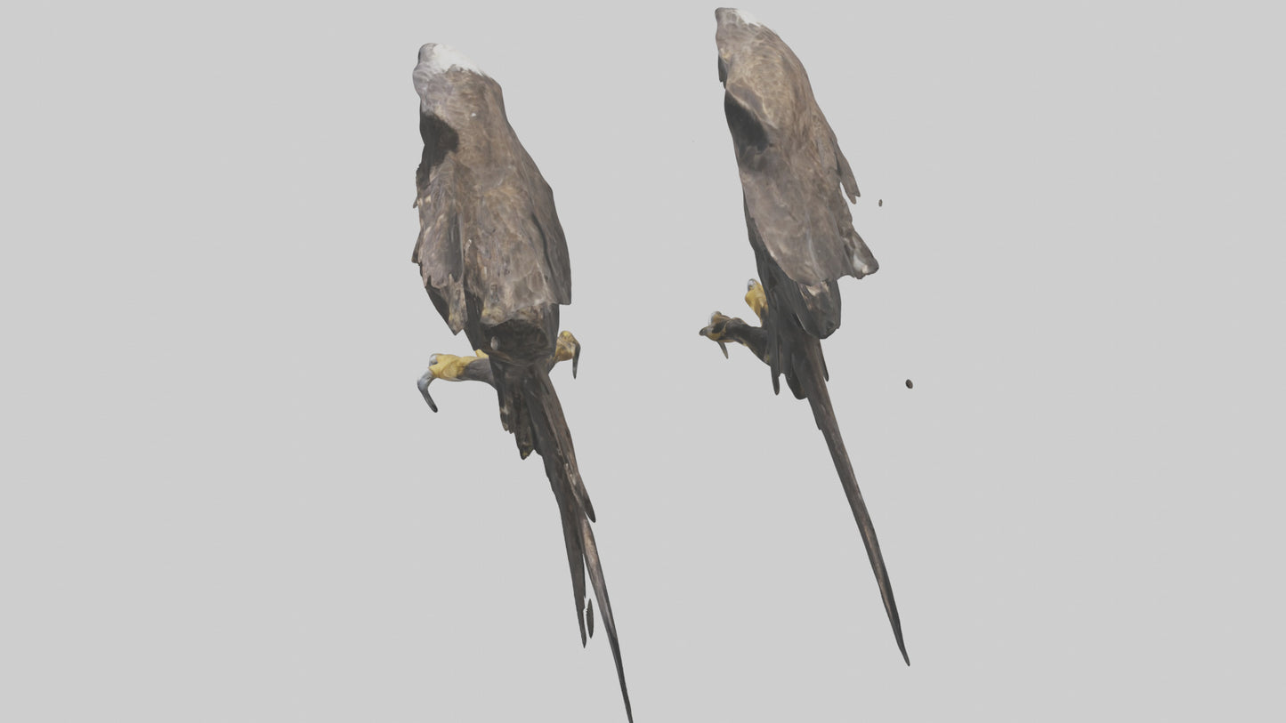 3D model Eagle Talons VR / AR / low-poly