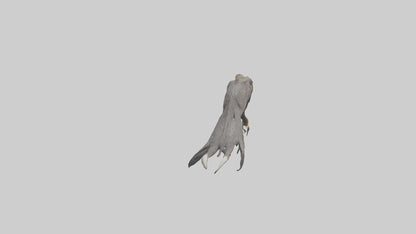 3D model Eagle Talons Model VR / AR / low-poly