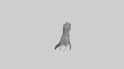 3D model Eagle Talons Model VR / AR / low-poly