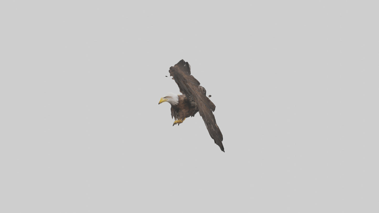Eagle Wings 3D model