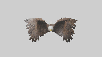 Eagle Wings 3D model