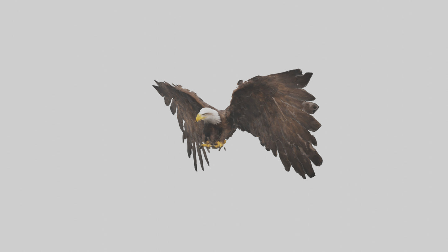 Eagle Wings 3D model