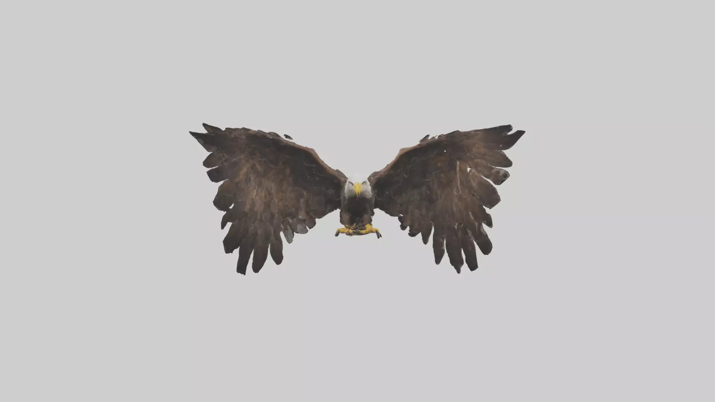Eagle Wings 3D model