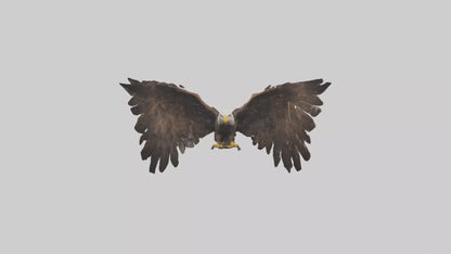 Eagle Wings 3D model