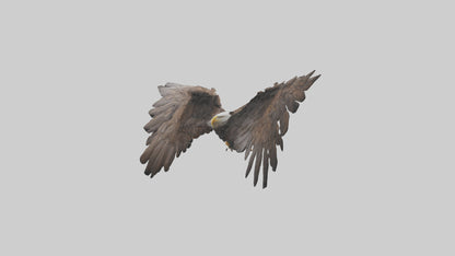 Eagle Wings 3D model