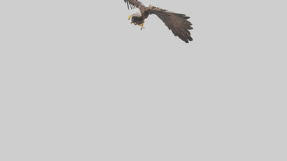 Eagle Wings 3D model