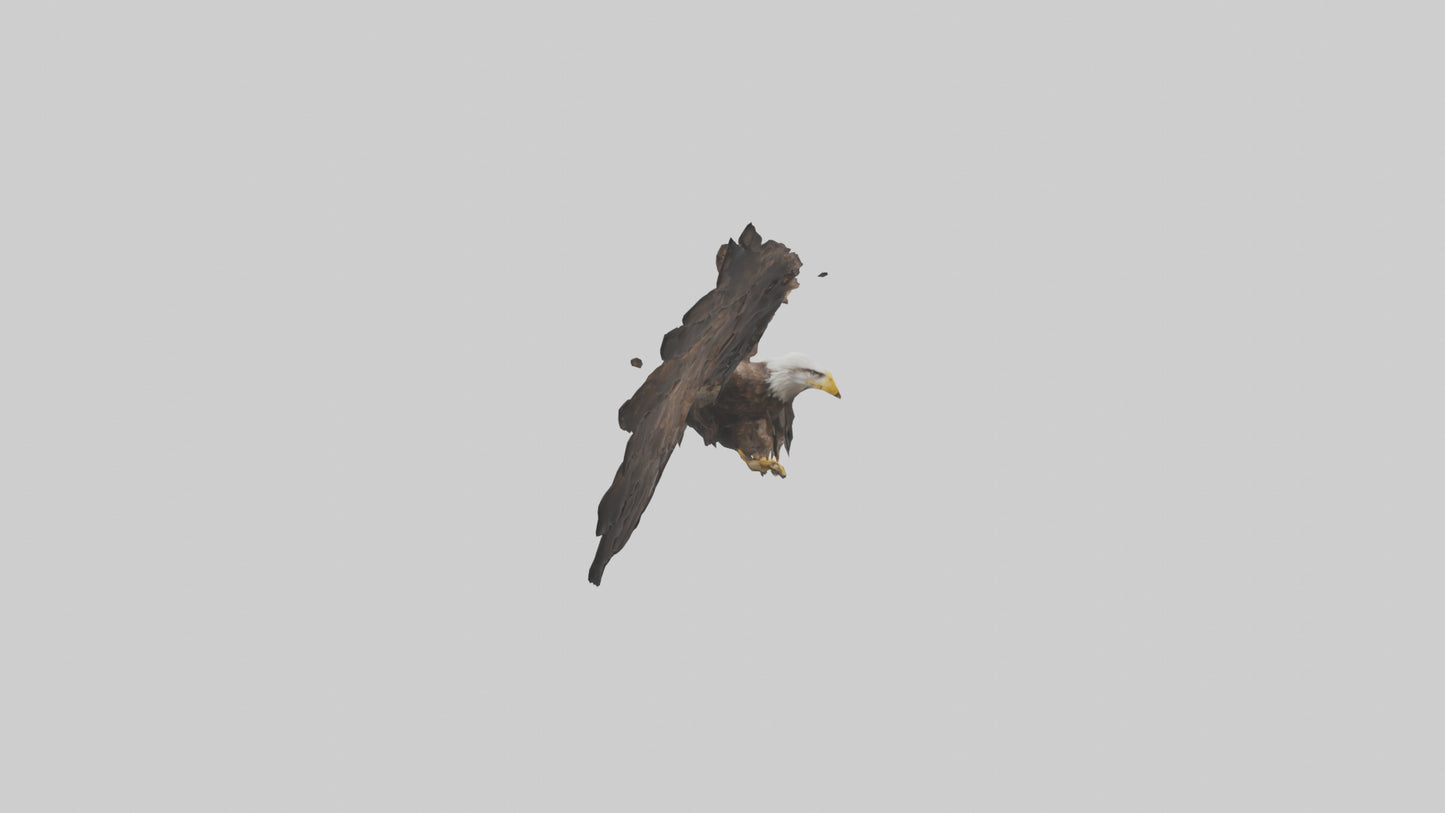 Eagle Wings 3D model
