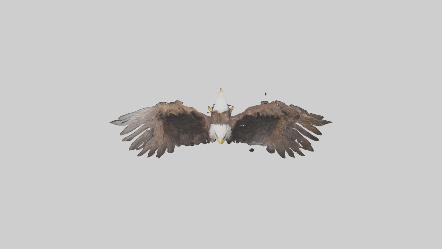 Eagle Wings 3D model
