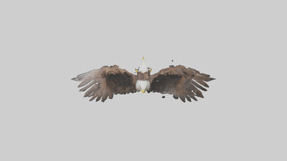 Eagle Wings 3D model