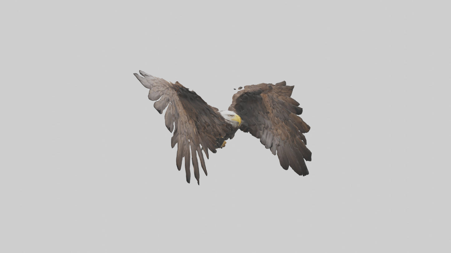 Eagle Wings 3D model