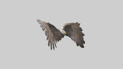 Eagle Wings 3D model