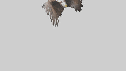 Eagle Wings 3D model