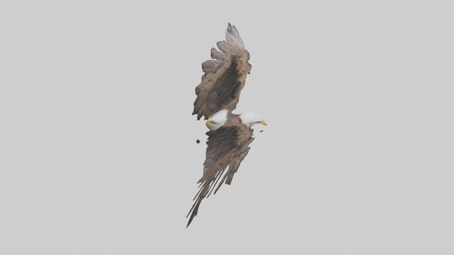 Eagle Wings 3D model