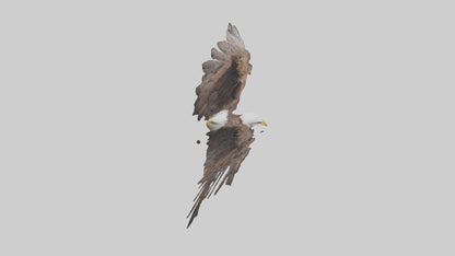 Eagle Wings 3D model