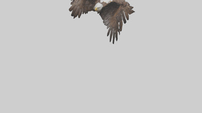 Eagle Wings 3D model