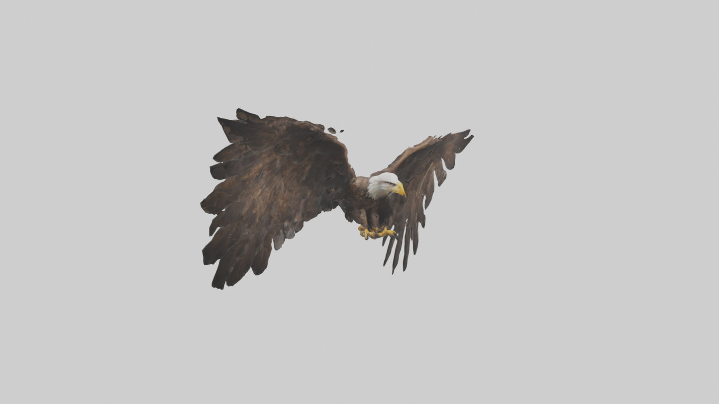 Eagle Wings 3D model
