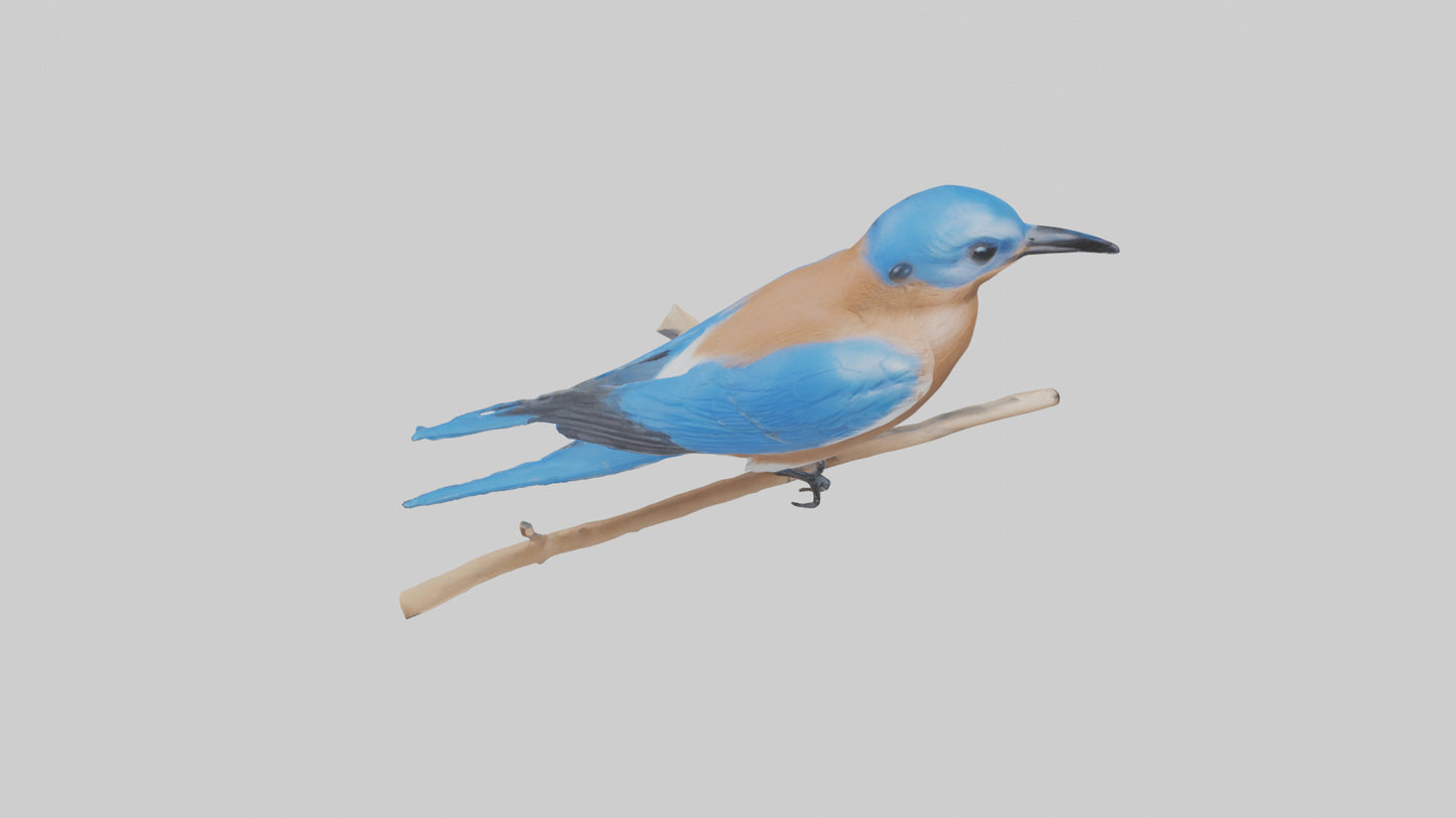 Eastern Bluebird perched model 3D model