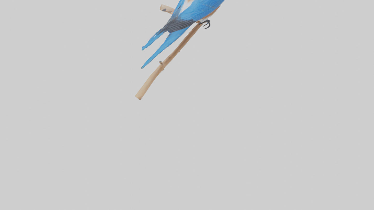 Eastern Bluebird perched model 3D model