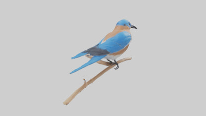 Eastern Bluebird perched model 3D model