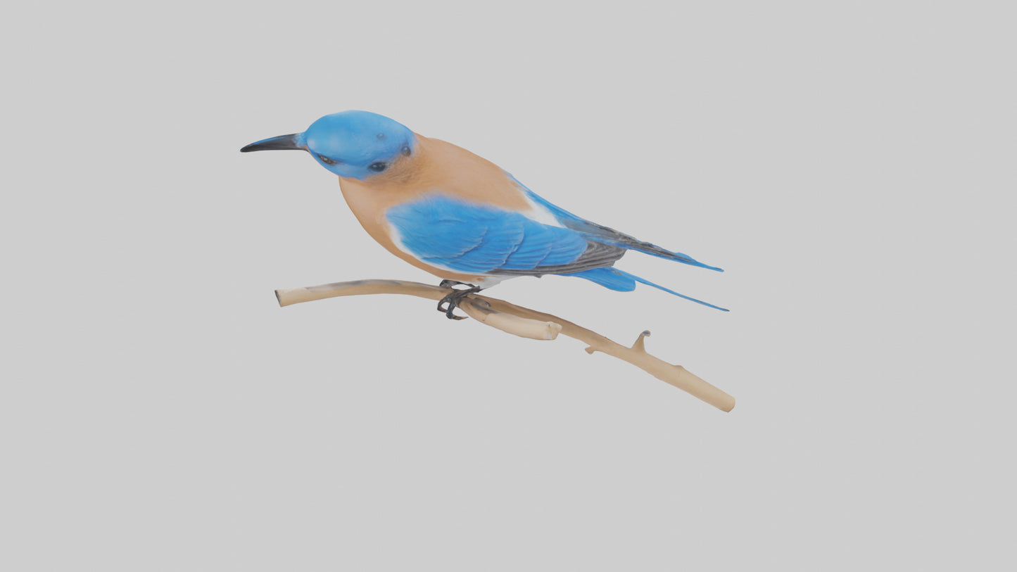 Eastern Bluebird perched model 3D model