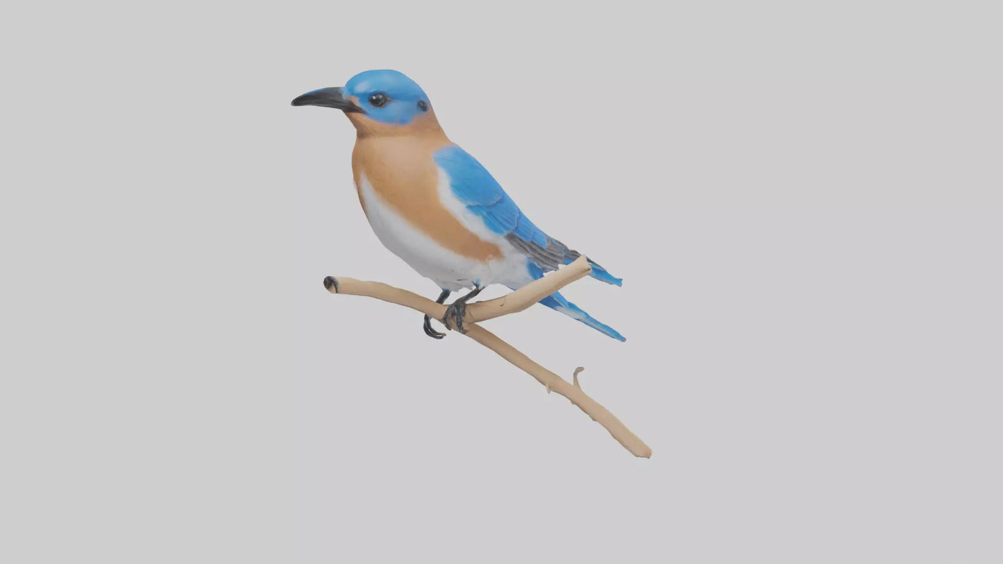Eastern Bluebird perched model 3D model