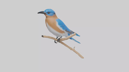 Eastern Bluebird perched model 3D model