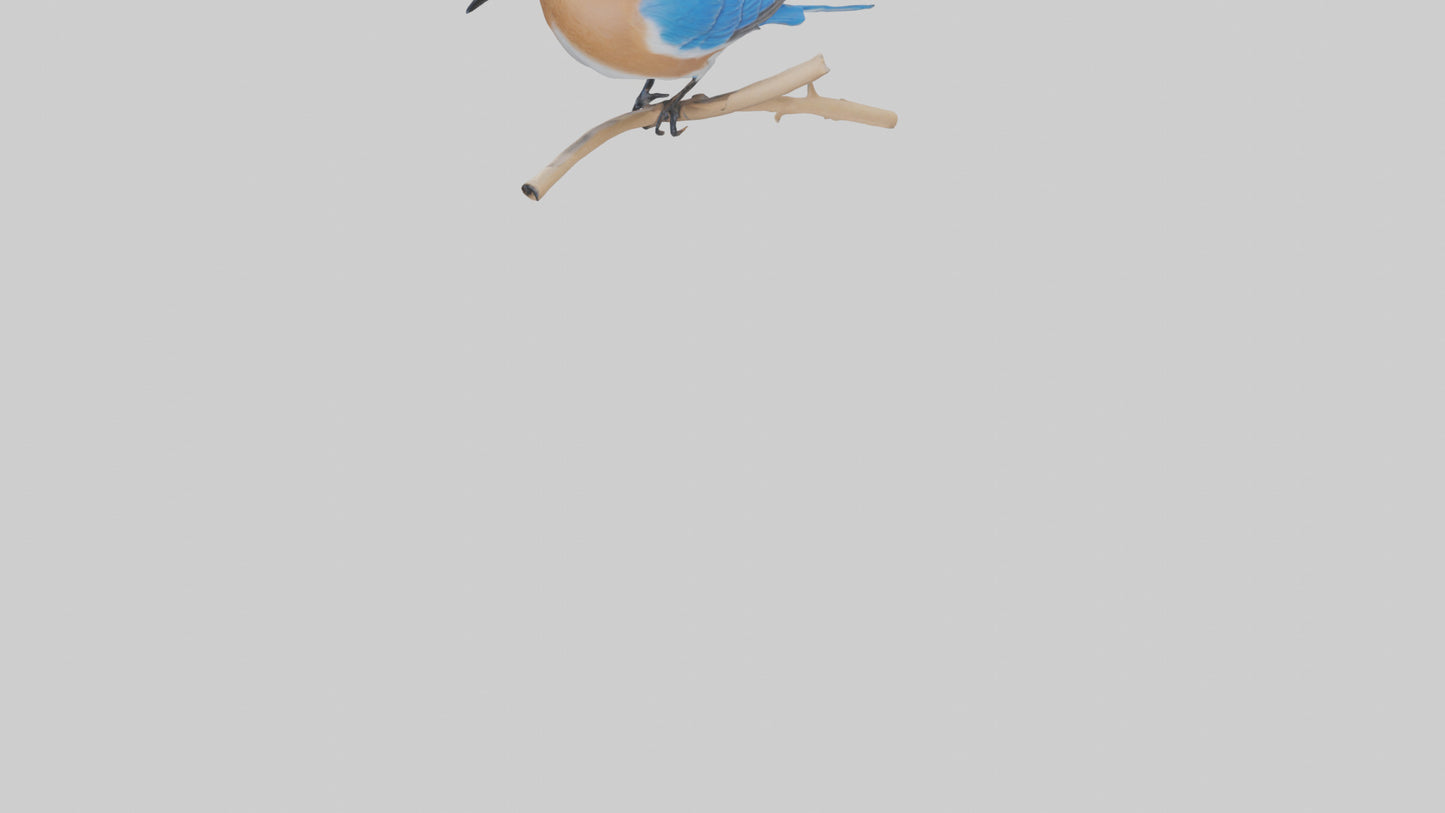 Eastern Bluebird perched model 3D model