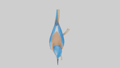 Eastern Bluebird perched model 3D model