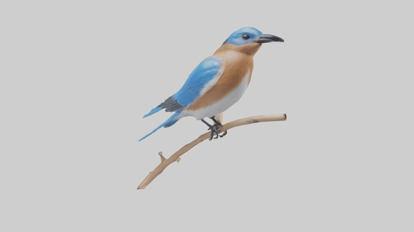 Eastern Bluebird perched model 3D model