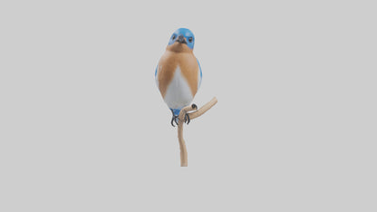 Eastern Bluebird perched model 3D model