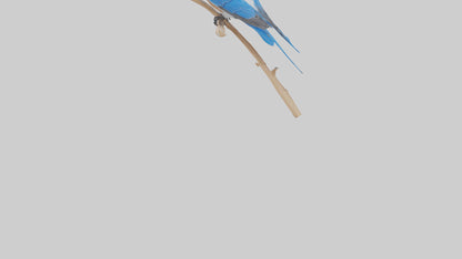 Eastern Bluebird perched model 3D model