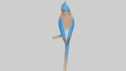 Eastern Bluebird perched model 3D model