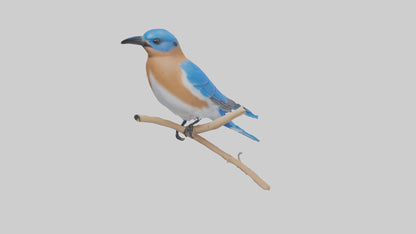 Eastern Bluebird perched model 3D model