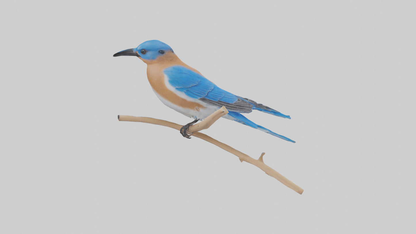 Eastern Bluebird perched model 3D model