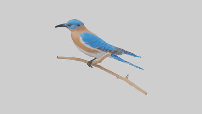 Eastern Bluebird perched model 3D model