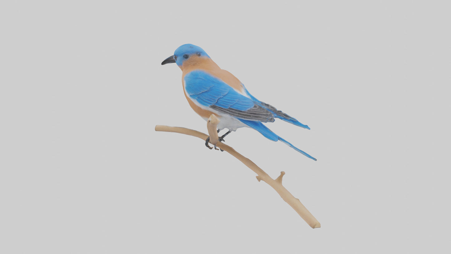 Eastern Bluebird perched model 3D model