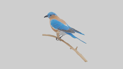 Eastern Bluebird perched model 3D model