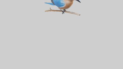 Eastern Bluebird perched model 3D model
