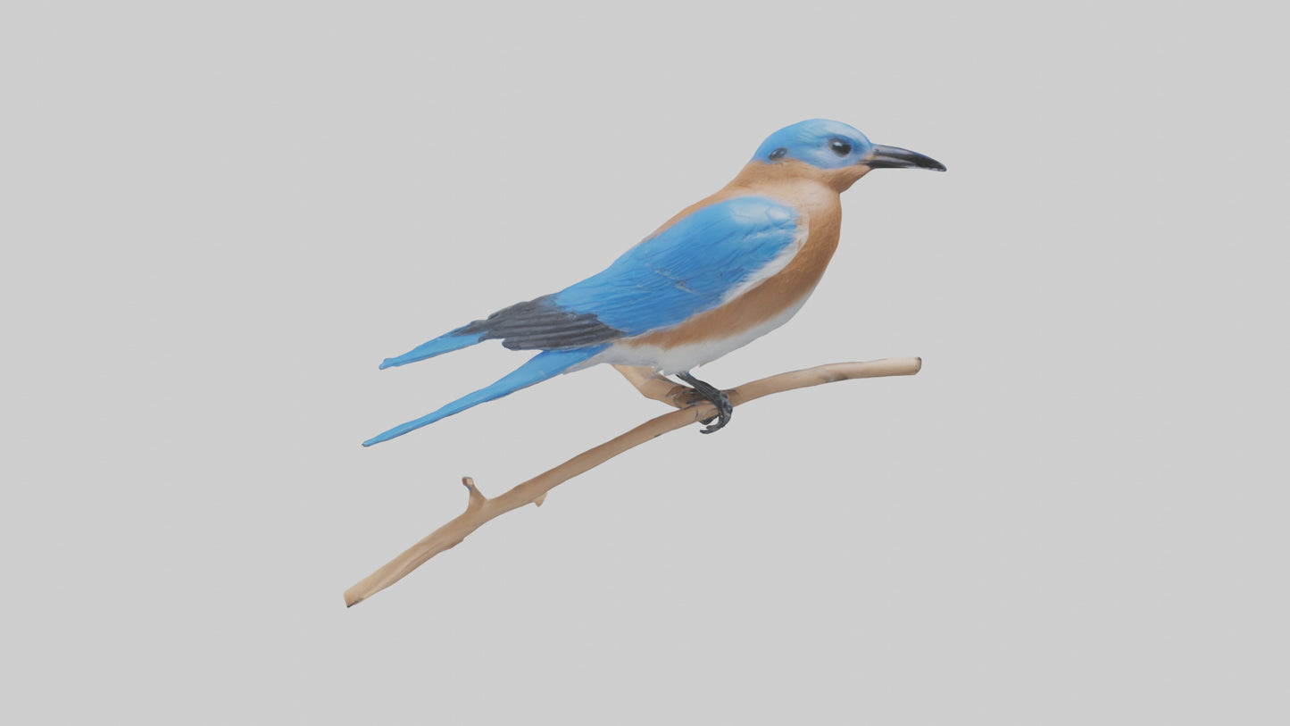 Eastern Bluebird perched model 3D model